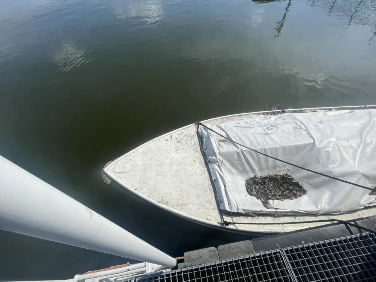 Steel Budgetboat Vlet 500